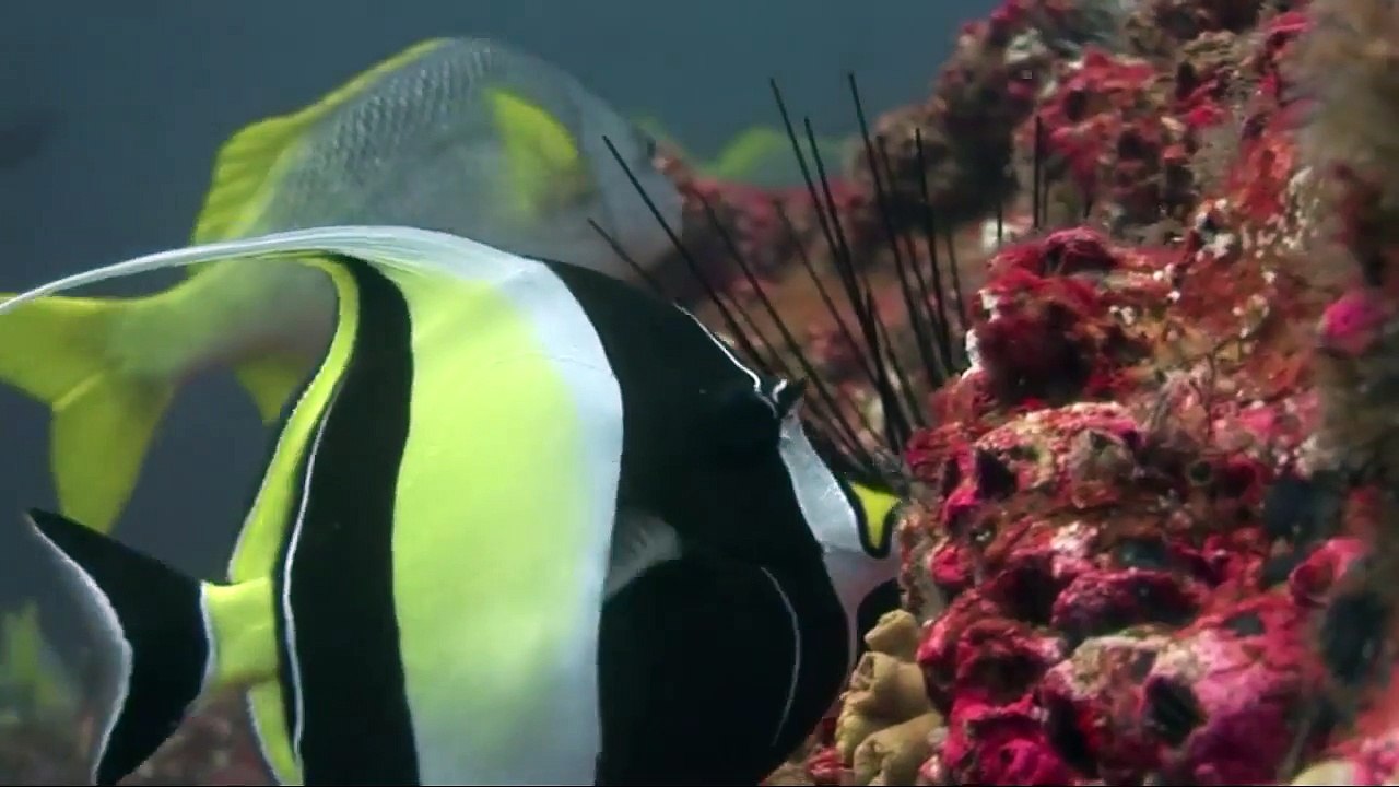 Liveaboard Life: The Okeanos Aggressor I and Okeanos Aggressor II