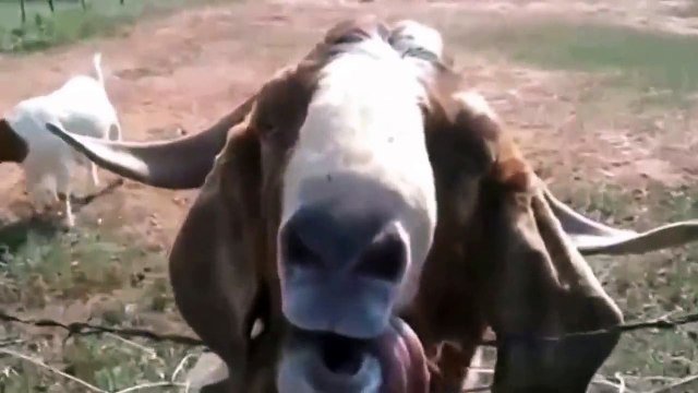 Çok komik hayvanlar -gülme garantili