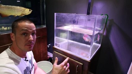 ADDING FISH TO THE 2,000G AQUARIUM