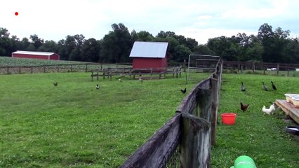 Los animales también pueden dejar a un lado sus diferencias y rivalidades