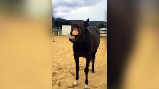 Ce cheval est le roi des grimaces !