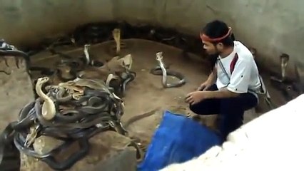 Kobra İle Oyun Oynamaya Çalışan Maymunun Sonu Kötü Bitti...