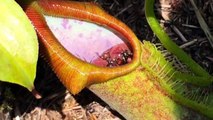 EATEN ALIVE: Giant Ants Eat Carnivorous Plant Nectar and Carnivorous Plant eats Back!