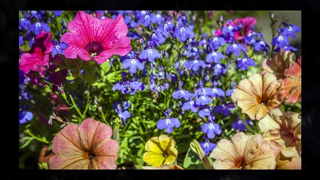 Fleurs annuelles
