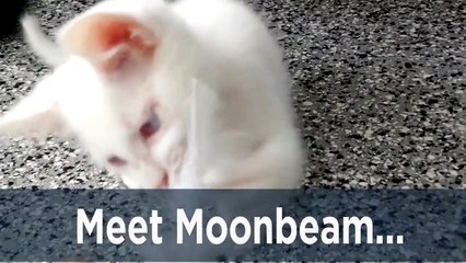 Ce petit chaton albinos recherche sa nouvelle famille