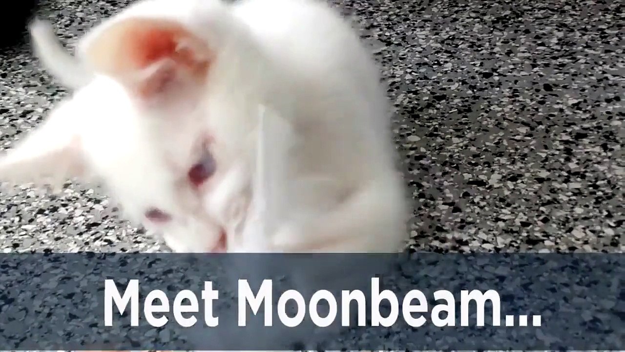 Ce petit chaton albinos recherche sa nouvelle famille