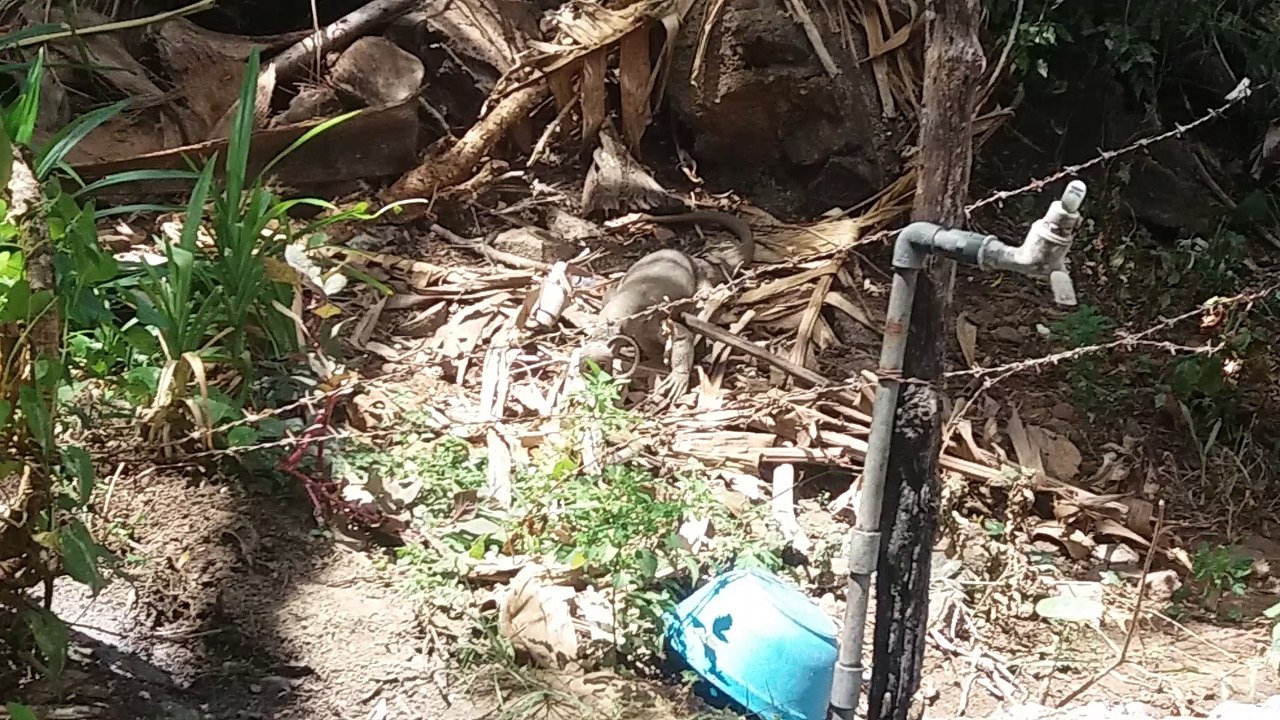 King Cobra vs Iguana