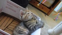 子猫が催眠術にかかったみたいに眠りに落ちるのがカワイイ！w