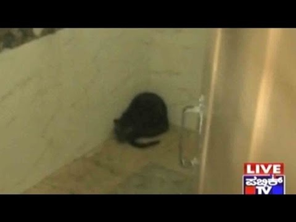 Mysore: Bear Spotted In Mysore Ring Road!