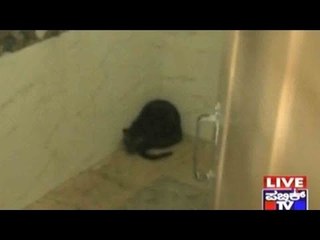 Mysore: Bear Spotted In Mysore Ring Road!