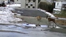 Cat fighting Dog with trust