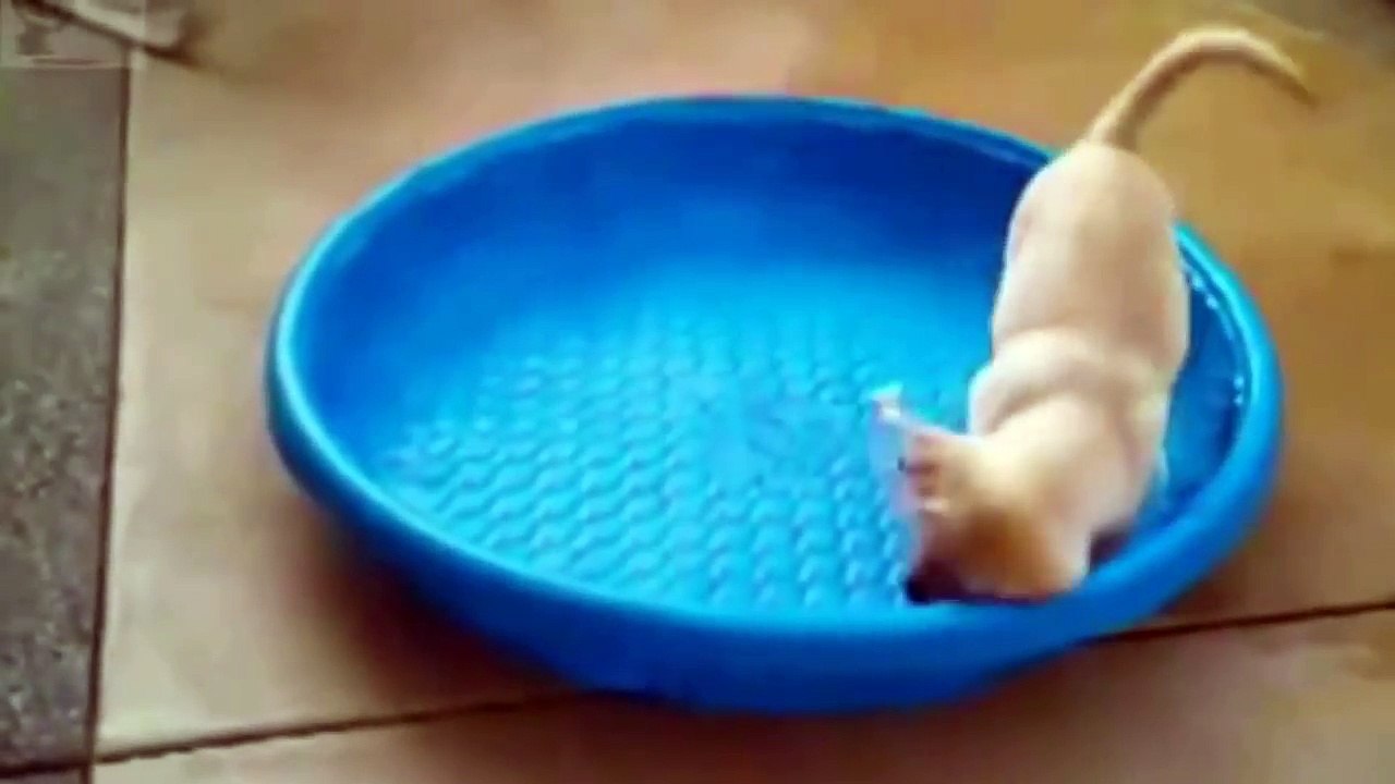 Dog And Cat Funny Compilation