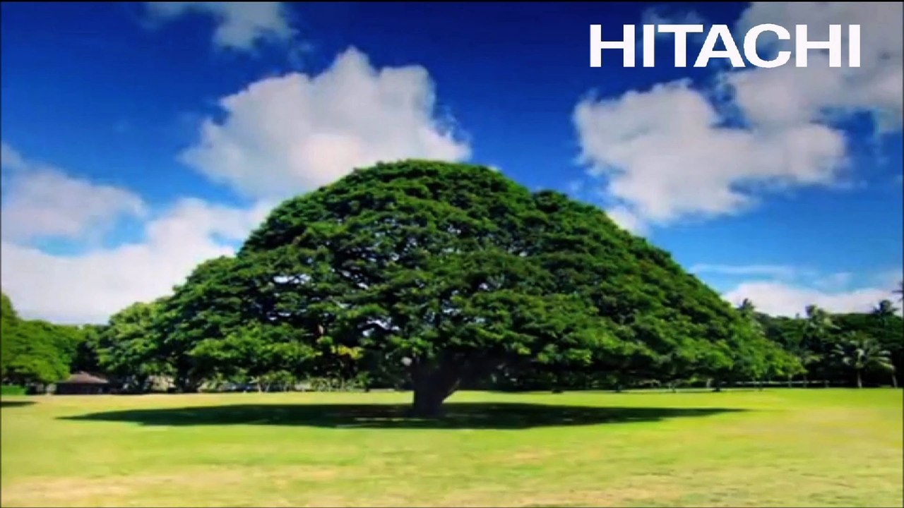 日立の樹 ～ この木なんの木