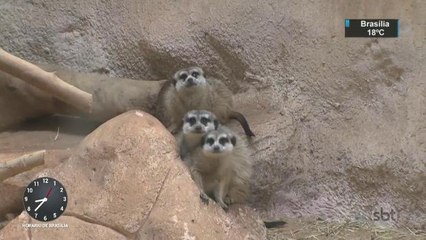 SP: Crianças se divertem com animais nas férias