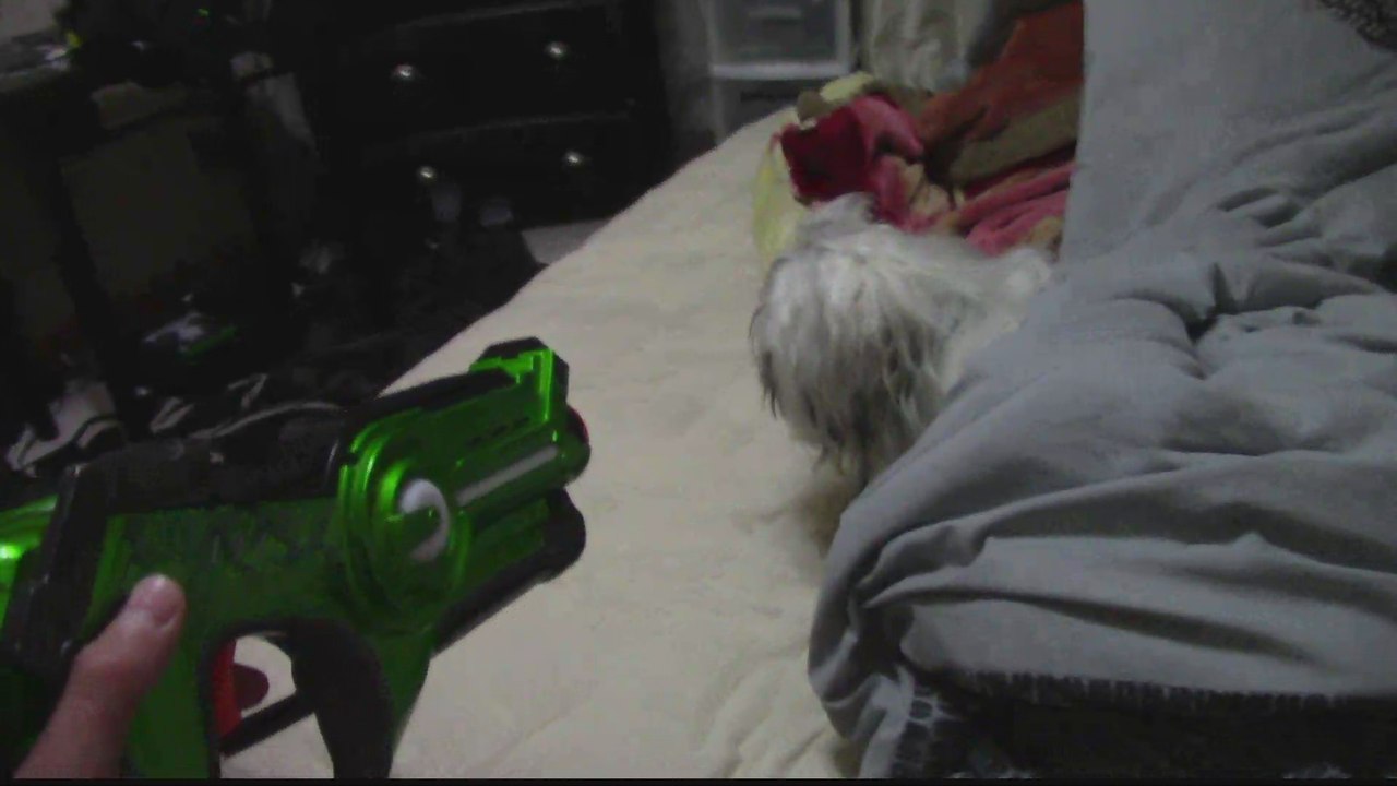 A Crazy Dog Video That Makes no Sense at all
