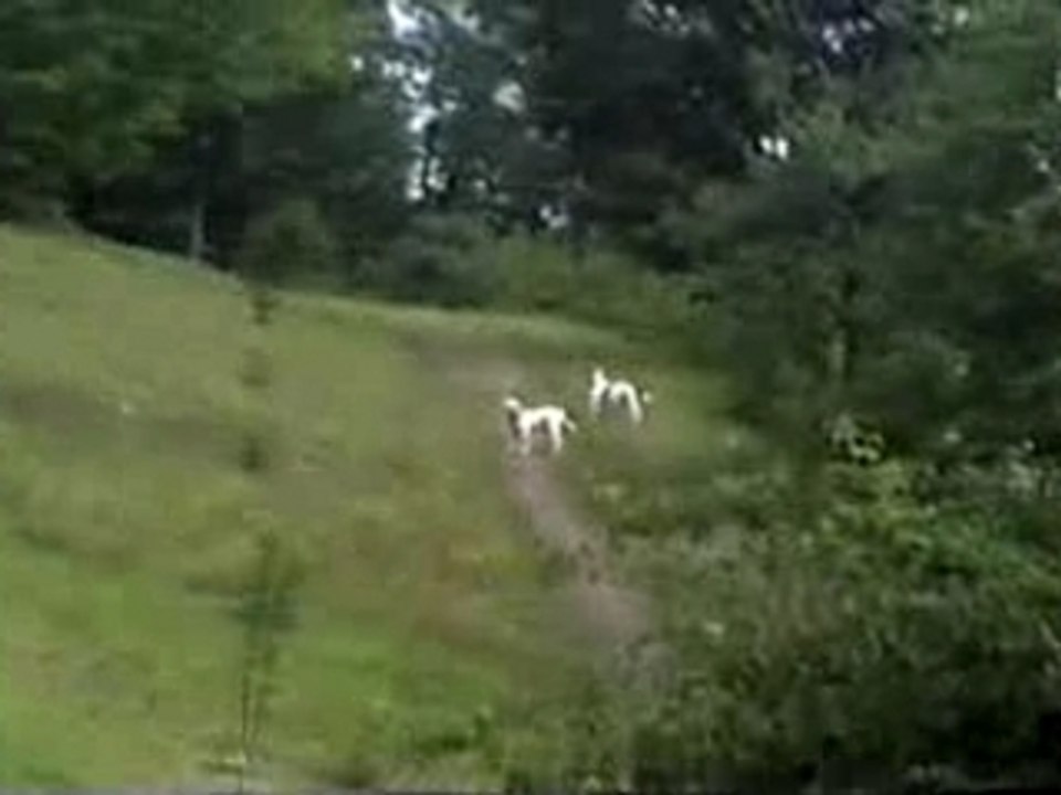 Bugsynadupstate