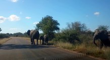 elefantes en la carretera