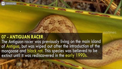 Top 10 Rarest Snakes In The World