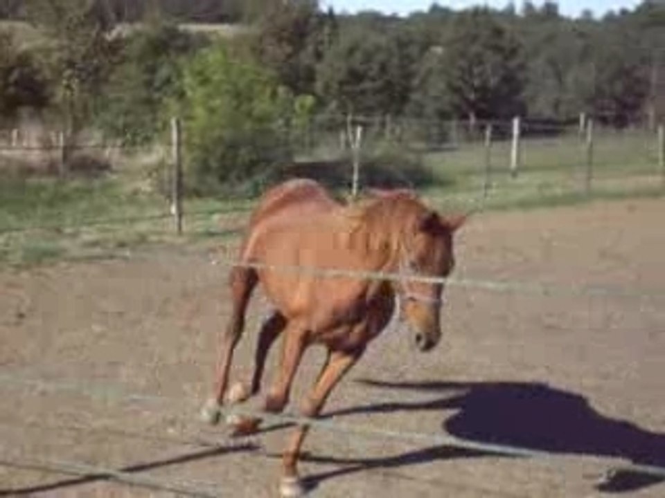 test Phéphé trot après visite ostéo