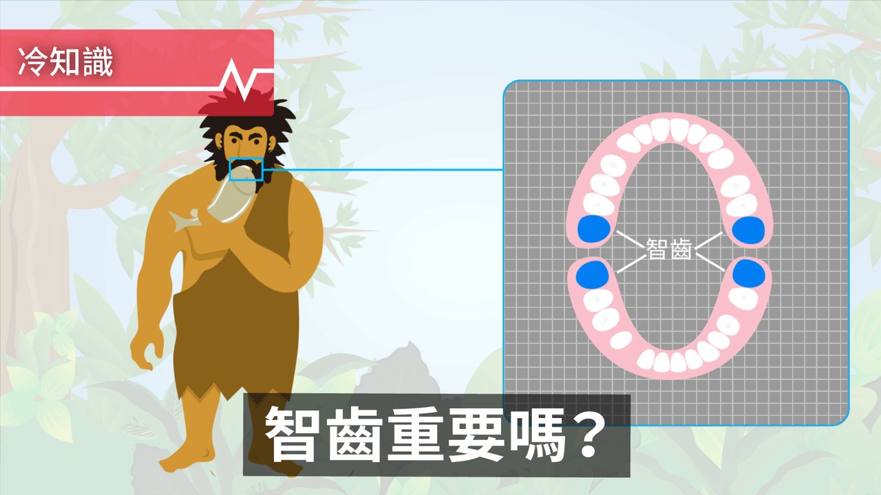 你有懷疑過智齒的用處嗎？對古代人而言，其實智齒扮演重要的角色