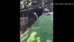 Etats-Unis : des policiers libèrent un ourson coincé dans un bidon en plastique