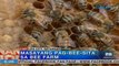 Unang Hirit: Masayang Pag-Bee-Sita sa Bee Farm