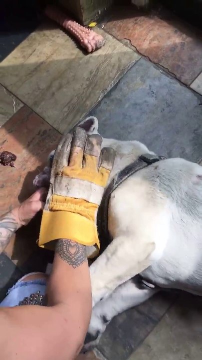 Elle sauve la vie de son chien en train de s'étouffer...