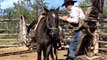 Ce cavalier paraplégique s'occupe encore de son cheval malgré sa maladie