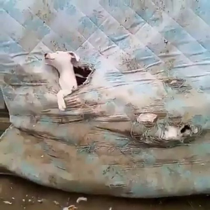 Mais que font ces chiens dans ce vieux matelas!