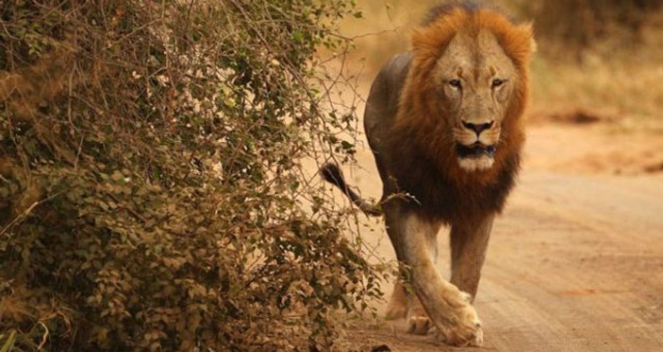 Yetkililer Halkı Uyardı! Dört Aslan Ulusal Parktan Kaçtı