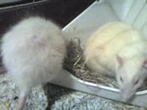 Mai 2 rat ke j'aime de tou mon coeur