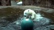 Ce bébé ours blanc s'entraîne à plonger... en gros plats sur le ventre !