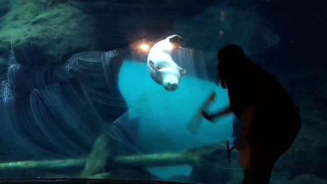 Cette loutre suit la laveuse de vitres de son Aquarium au ZOO !