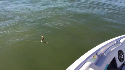 Ce serpent nage pour attaquer un bateau et tenter de monter à bord ! PANIQUE !