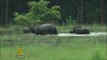India floods: Heavy rains threaten rhinos in Assam state