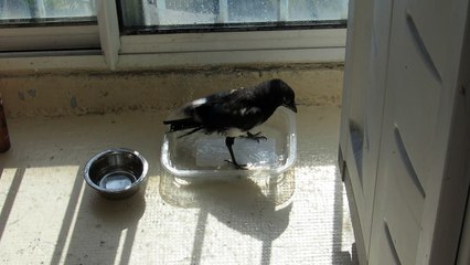 La pie Margaux prend son bain