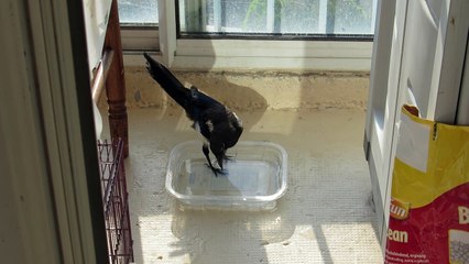 La pie Margaux prend son bain la veille de son envol