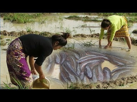 Khmer Fishing At Siem Reap Cambodia -Cambodia Traditional Fishing