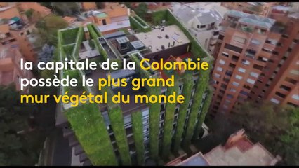 Le plus grand mur végétal au monde se trouve en Colombie