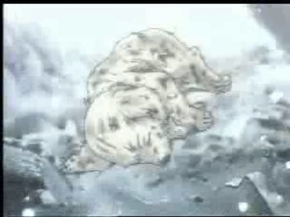 AMV Gundam Wing - Last resort Papa Roach