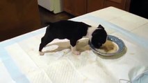 Ce jeune Boston Terrier est en train de manger son repas lorsqu’il se produit quelque chose d’adorable
