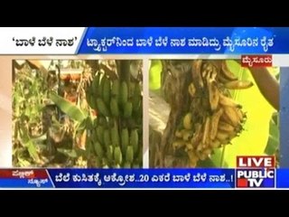 Frustrated By Drop In Selling Price, Banana Farmer Destroys His Crop