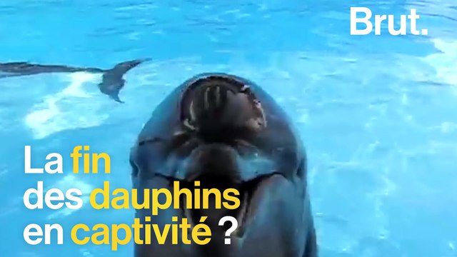 La fin des dauphins dans les parcs aquatiques ?