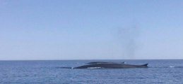 Des baleines aperçues dans le Cap Corse