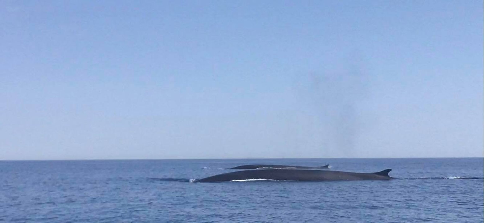 Des baleines aperçues dans le Cap Corse