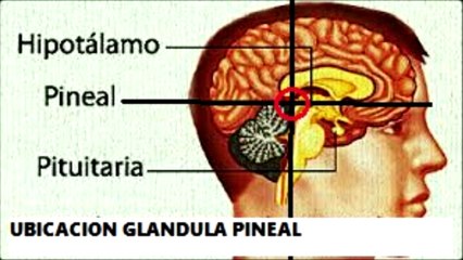 Cómo Activar la Glándula Pineal 1 de 3 - (Audio Libro)
