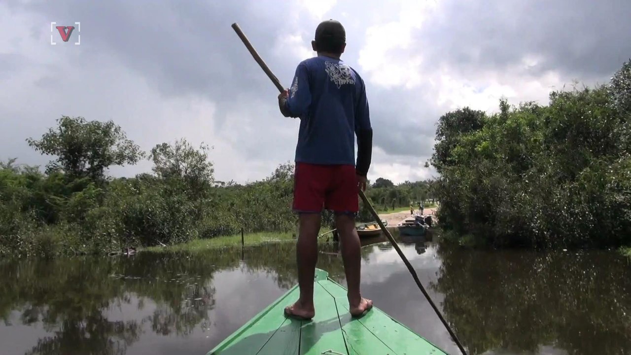 Earth Faces "Biological Annihilation' As Scientists Warn of Sixth Mass Extinction