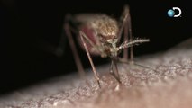 Le moustique, le tueur le plus dangereux du monde