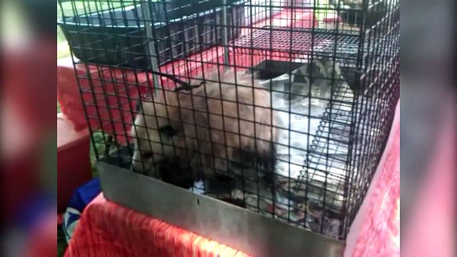 DOG PUSHES CAT IN HOT TUB & MORE Pet Video Bloopers of 2016 Weekly Compilation | Funny Pet