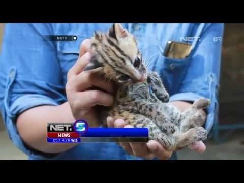 BKSDA Sumatera Utara Sita Elang Ular dan Macan Akar - NET5